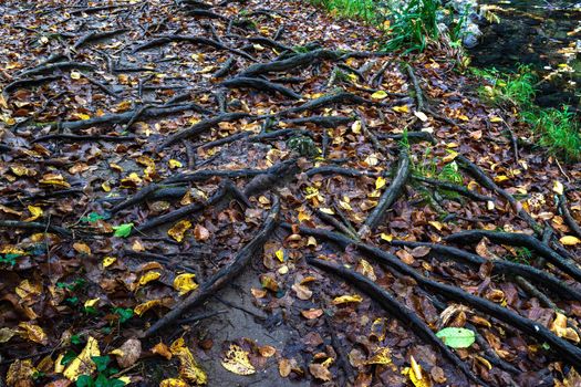 amazing forest roots of wood in earth