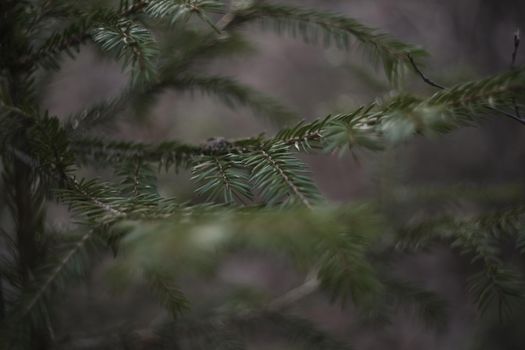 Fluffy branches of fir trees. Christmas wallpaper or postcard concept. Close-up