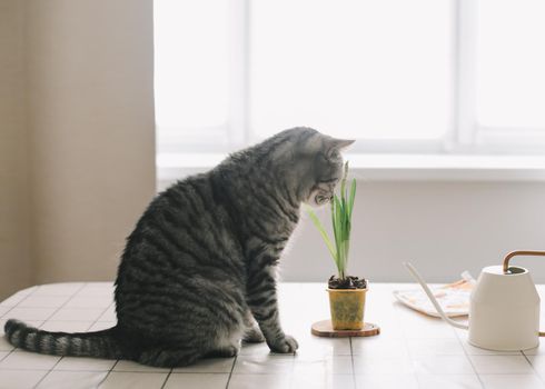 funny tabby scottish straight cat at home. Cat portrait.
