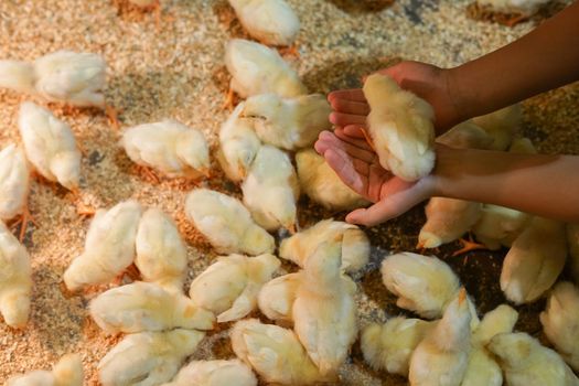 Cute chicks this image. Shooting Location: Yokohama-city kanagawa prefecture