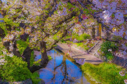 Sakura Sakura of the water for the Hara Hara. Shooting Location: Kawasaki City, Kanagawa Prefecture