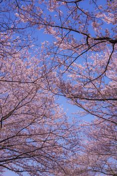Cherry blossoms in full bloom of Makimoku Motoh (Yokohama City). Shooting Location: Yokohama-city kanagawa prefecture