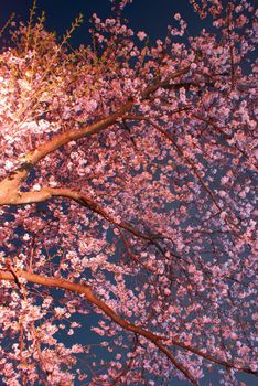 Image of the night cherry blossoms. Shooting Location: Tokyo metropolitan area