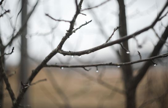 Rain drops on tree branches on a rainy day. Drops of rain hang on branch with blurred background