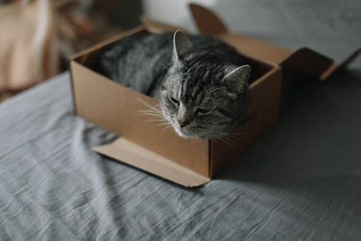 funny tabby scottish straight cat at home. Cat portrait.