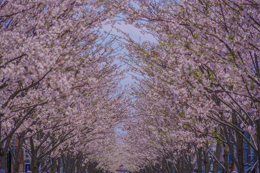 Cherry blossoms of Wakamiya Road (Kanagawa Prefecture Kamakura City). Shooting Location: Tokyo metropolitan area