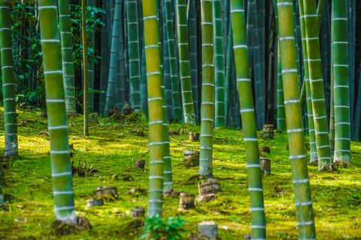 Bamboo forest of Kyoto and Arashiyama. Shooting Location: Kyoto