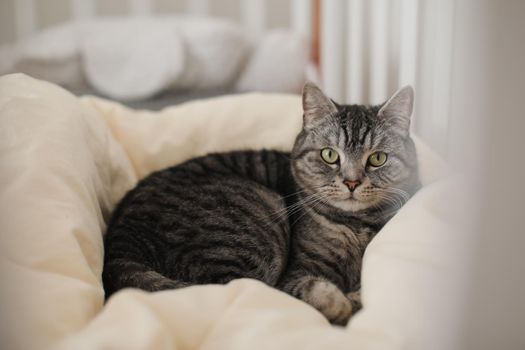 funny tabby scottish straight cat at home. Cat portrait.