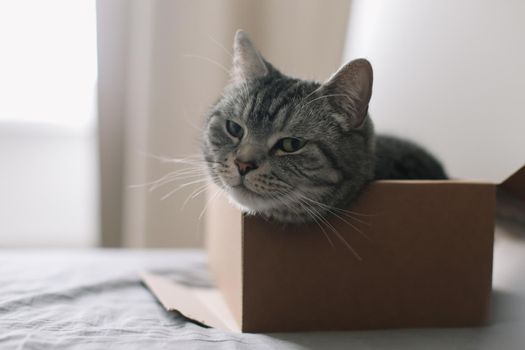 funny tabby scottish straight cat at home. Cat portrait.