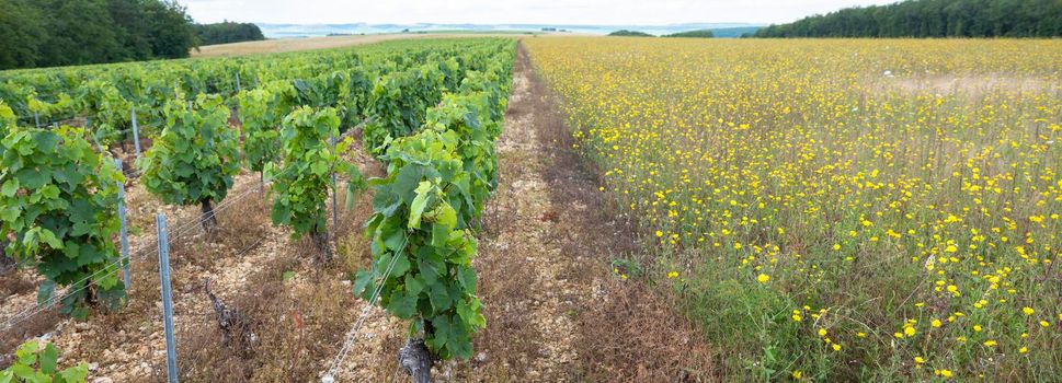 vines and summer flowers in french countryside of bourgogne