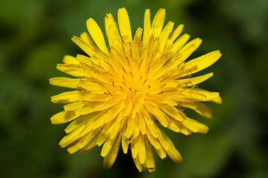 Close up of Dandelion flower, taken top to bottom, Intensive yellow flower