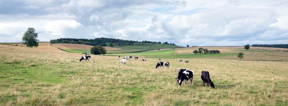 cloudy sky and black and white cows near treas in french ardennes near charleville in france