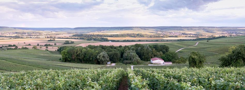 vineyards in countryside of marne valley south of reims in french region champagne ardenne