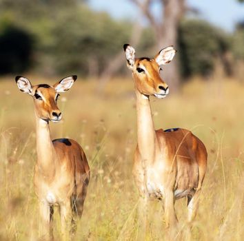 Beautiful Laikipia ,Kenya wildlife  Pictures