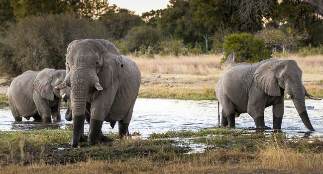 Beautiful Laikipia ,Kenya wildlife  Pictures