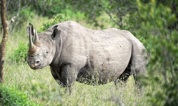 Beautiful Laikipia ,Kenya wildlife  Pictures