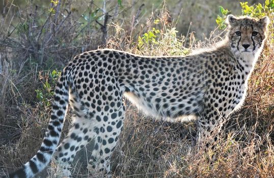 Beautiful Bwabwata ,Namibia wildlife  Pictures