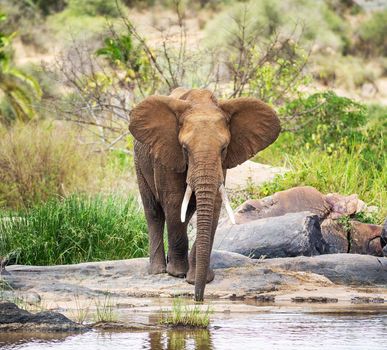 Beautiful Bwabwata ,Namibia wildlife  Pictures