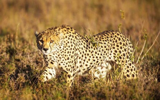 Beautiful Bwabwata ,Namibia wildlife  Pictures