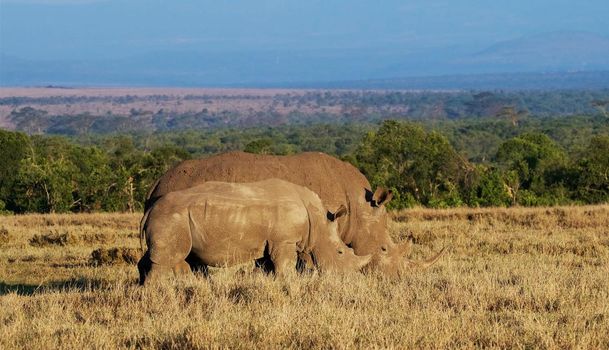 Beautiful Bwabwata ,Namibia wildlife  Pictures