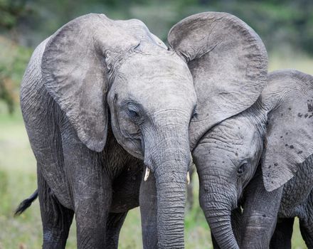 Beautiful Bwabwata ,Namibia wildlife  Pictures