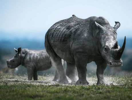 Beautiful Bwabwata ,Namibia wildlife  Pictures