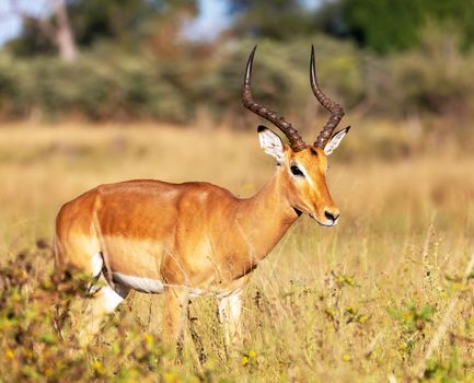 Beautiful Bwabwata ,Namibia wildlife  Pictures