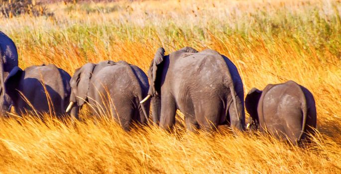 Beautiful Bwabwata ,Namibia wildlife  Pictures