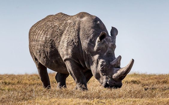 Beautiful Laikipia ,Kenya wildlife  Pictures