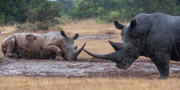 Beautiful Laikipia ,Kenya wildlife  Pictures