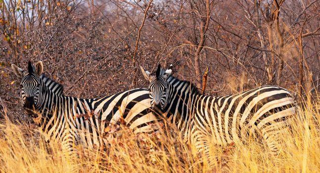 Beautiful Laikipia ,Kenya wildlife  Pictures