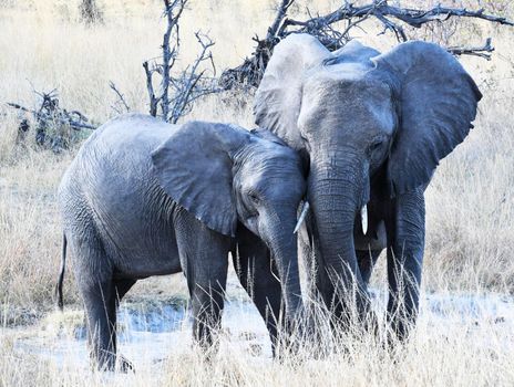 Beautiful Laikipia ,Kenya wildlife  Pictures