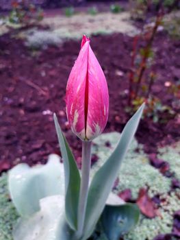 Colorful tulip flower close-up on a background of greenery.