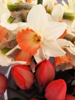 Opened daffodils and red tulips close-up on a gray background.