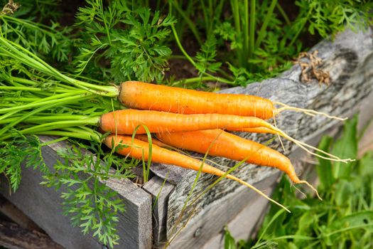 Fresh, juicy carrots with leaves, lies near a green bed. Close up