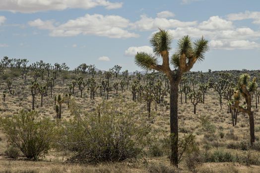 Joshua trees in Joshua Tree National Park