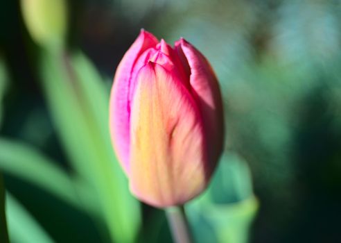 Colorful tulips in blossom - spring time is here