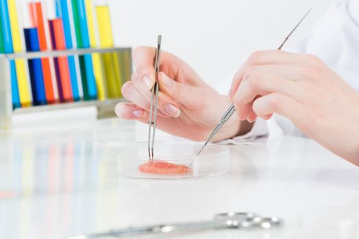 Microbiologist researching organic sample with tweezers in petri dish. Biotechnology laboratory analysis and testing. Closeup human hands holding lab instruments. Pharmacology and medical industry.