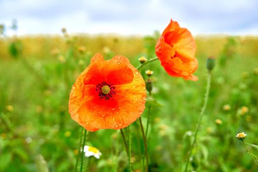 a herbaceous plant with showy flowers, milky sap, and rounded seed capsules. Many poppies contain alkaloids and are a source of drugs such as morphine and codeine.