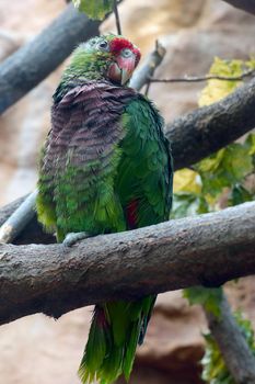 A beautiful parrot sits on a tree in the garden