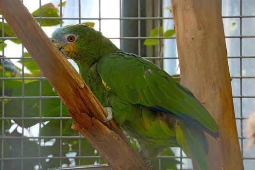 A green parrot in a cage sits on a tree