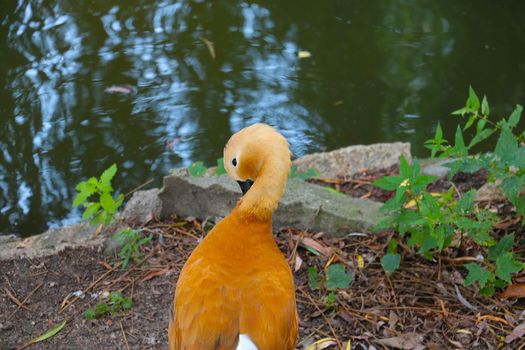 Beautiful wild yellow duck on the shore of the lake