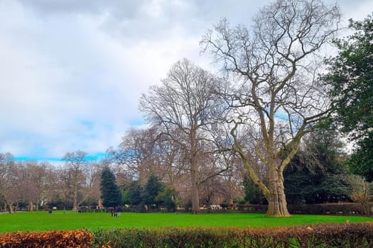 Big trees in the green park in winter