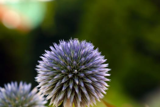 View of the flowering plant in the park in the spring