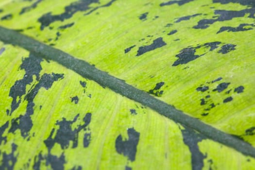 Selective focus, young green leaf of tropical plant, background