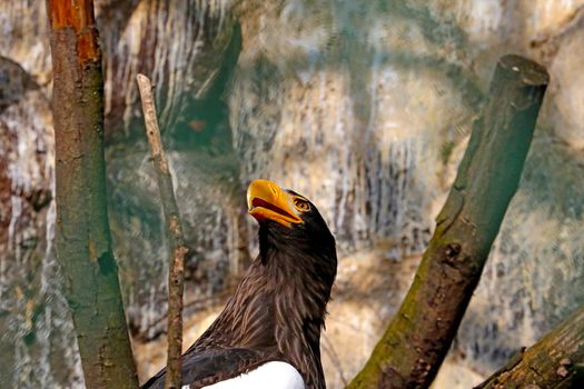 An eagle sits on a tree branch. Beautiful eagle