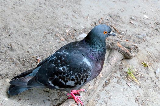 On the ground in the park sits pigeons. City bird