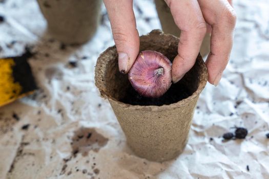 A woman with a shovel plants bulbous plants in a peat pot on the desktop for breeding flowers . The process of filling with earth, planting and watering bulbous flowers. gardening concept