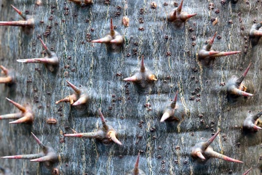 Needles stick out of the trunk of the tree. Background