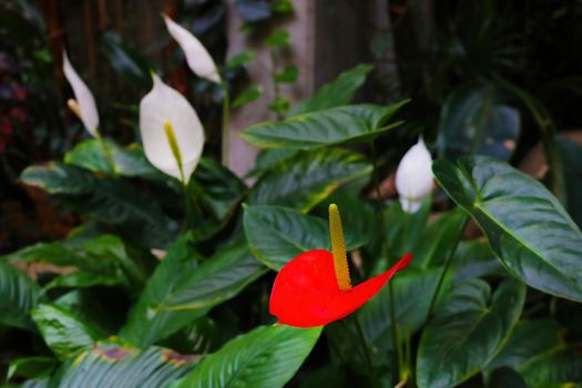 Flowering houseplants close up, decoration.